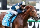 Exciting French import heads odds in wide open Railway Stakes field