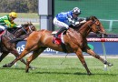 Cranbourne Cup wait and see for Maher quartet