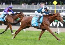 Punters plunge on boom French import to win Railway Stakes