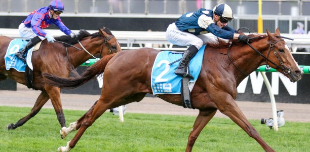 Punters plunge on boom French import to win Railway Stakes