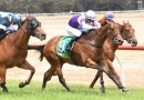 Shepherdson takes aim at Sandown Guineas