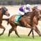 Shepherdson takes aim at Sandown Guineas