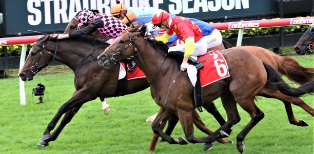 Rothfire the right horse with the right barrier