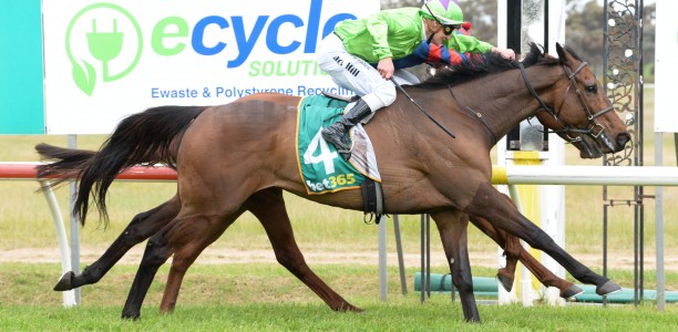 No Ballarat Cup for Cups King