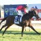 Set to Press Down on Christmas feature at Morphettville