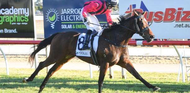 Set to Press Down on Christmas feature at Morphettville