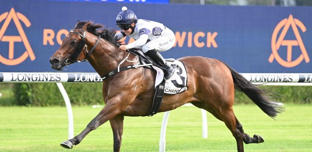 Exciting sprinter heads odds in the Canterbury Sprint in New Years Day races