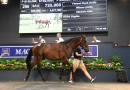 All eyes on Magic Millions Gold Coast sales 2025