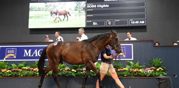 All eyes on Magic Millions Gold Coast sales 2025