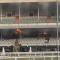 Caulfield Racecourse grandstand engulfed in early morning blaze