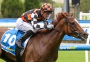 Victorian filly heads odds in wide open Magic Millions Guineas field