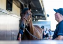 Wootton Bassett colt fetches $1.7m at Day 1 Magic Millions sales