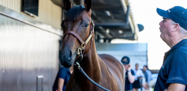 Wootton Bassett colt fetches $1.7m at Day 1 Magic Millions sales