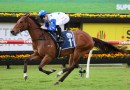 Exciting QLD galloper heads odds in wide open Magic Millions QTIS field