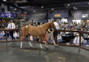 Home Affairs filly sells for $1.05m at Magic Millions