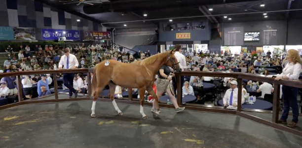 Home Affairs filly sells for $1.05m at Magic Millions