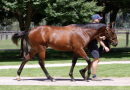 Ciaron Maher breaks Magic Millions record with $2.8m colt