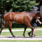 Ciaron Maher breaks Magic Millions record with $2.8m colt