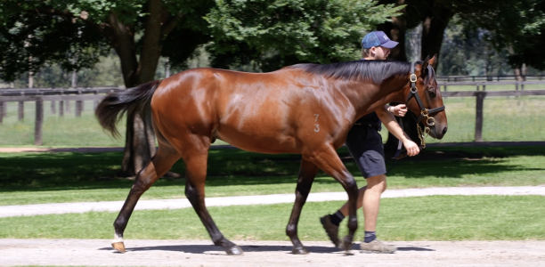 Ciaron Maher breaks Magic Millions record with $2.8m colt