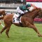 Joyful Fortune set for Standish Handicap return