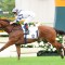 Rubylot a genuine Hong Kong Classic Mile contender