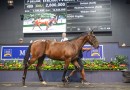 2025 Magic Millions Yearling Sale reflects mixed market dynamics