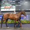 2025 Magic Millions Yearling Sale reflects mixed market dynamics