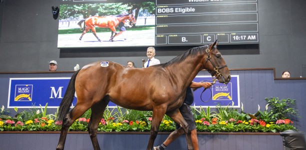 2025 Magic Millions Yearling Sale reflects mixed market dynamics