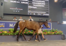 Magic Millions Classic 2025 – Horse Sale Prices, Breeding & Sales Details