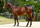 Top broodmares headlines Inglis Digital January sale