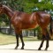 Top broodmares headlines Inglis Digital January sale