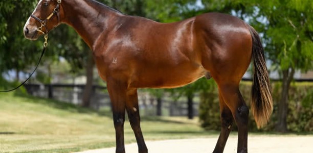 Top broodmares headlines Inglis Digital January sale