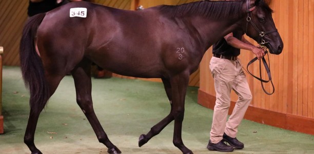 Orchestral’s sister sets Karaka Yearling Sale record at $2.4m