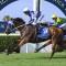 Tajanis too good in the Australia Day Cup